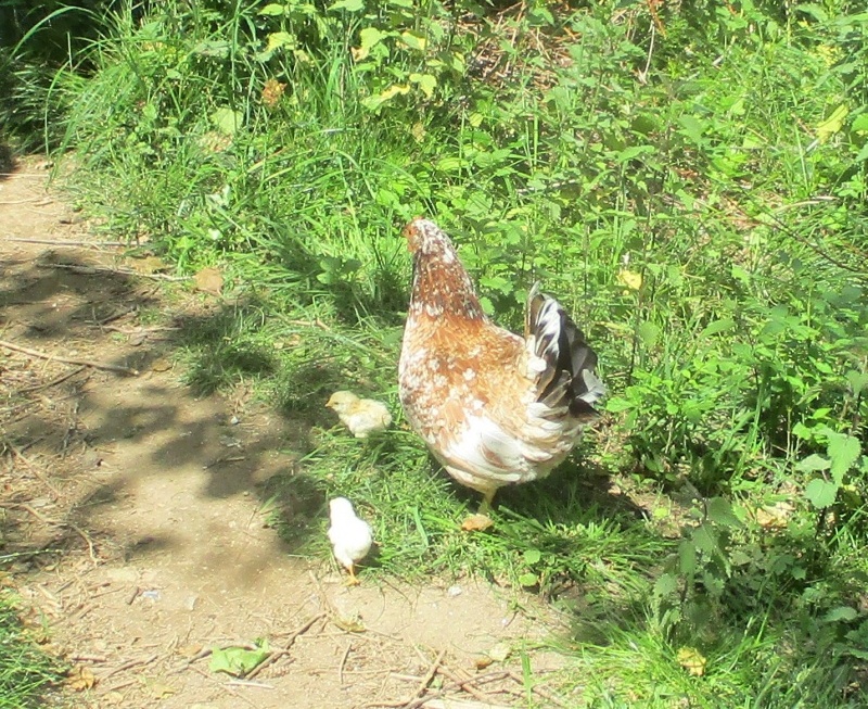 poules et poussins au jardin en avril 2017
