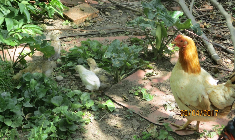 poules et poussins au jardin en avril 2017